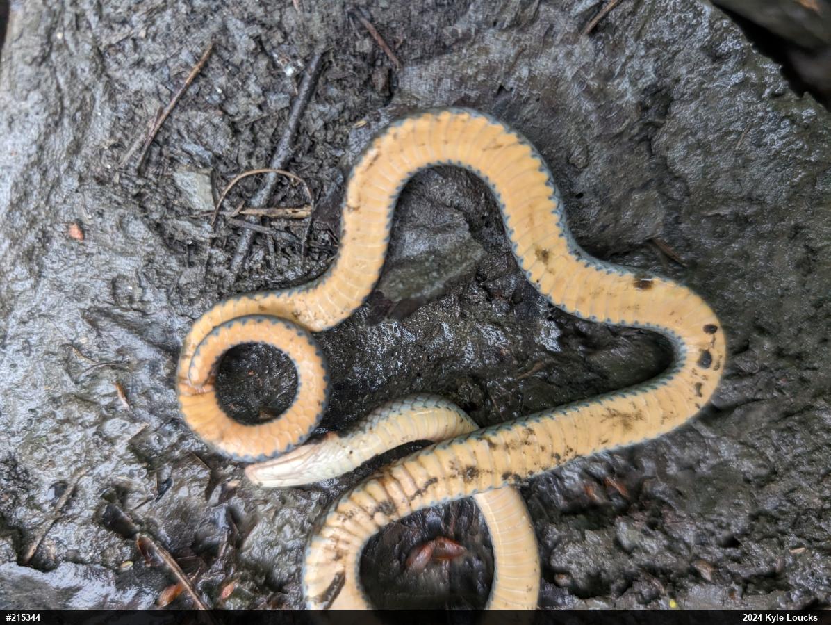Northern Ring-necked Snake