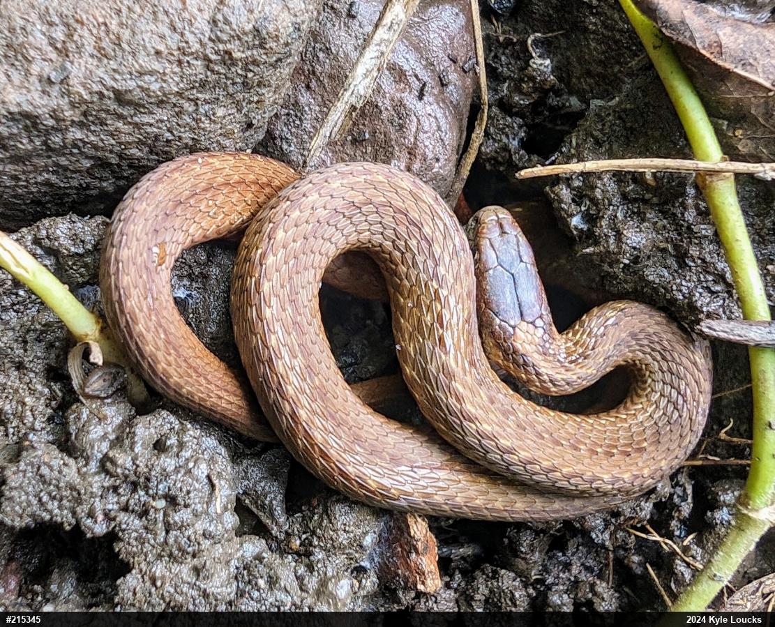 Red-bellied Snake