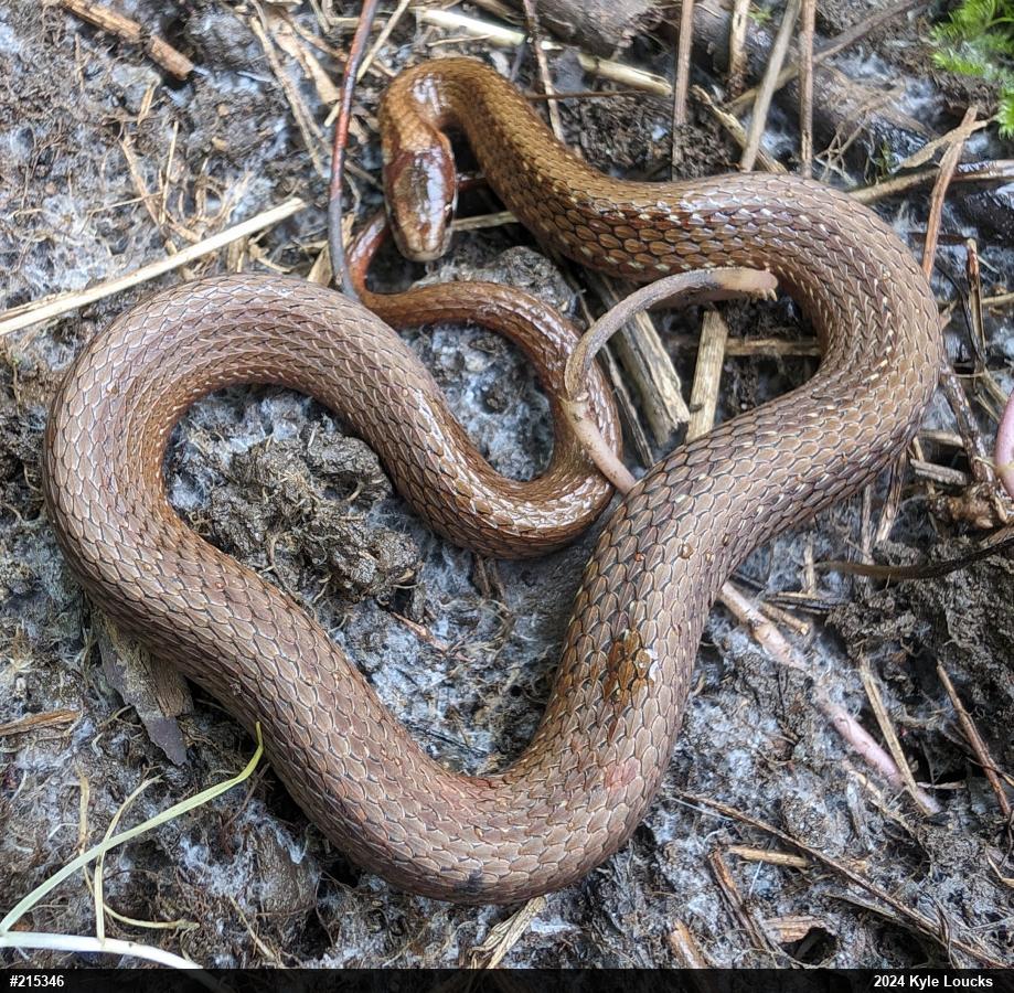 Red-bellied Snake