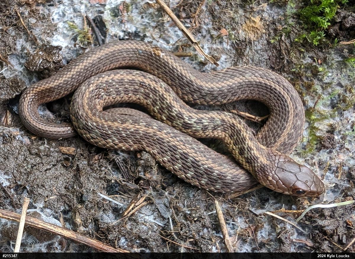 Eastern Gartersnake