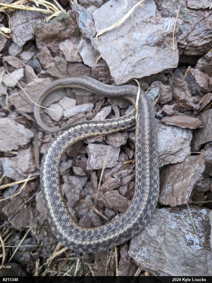 Eastern Gartersnake