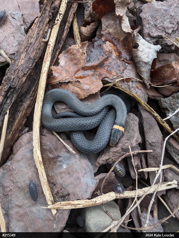 Northern Ring-necked Snake