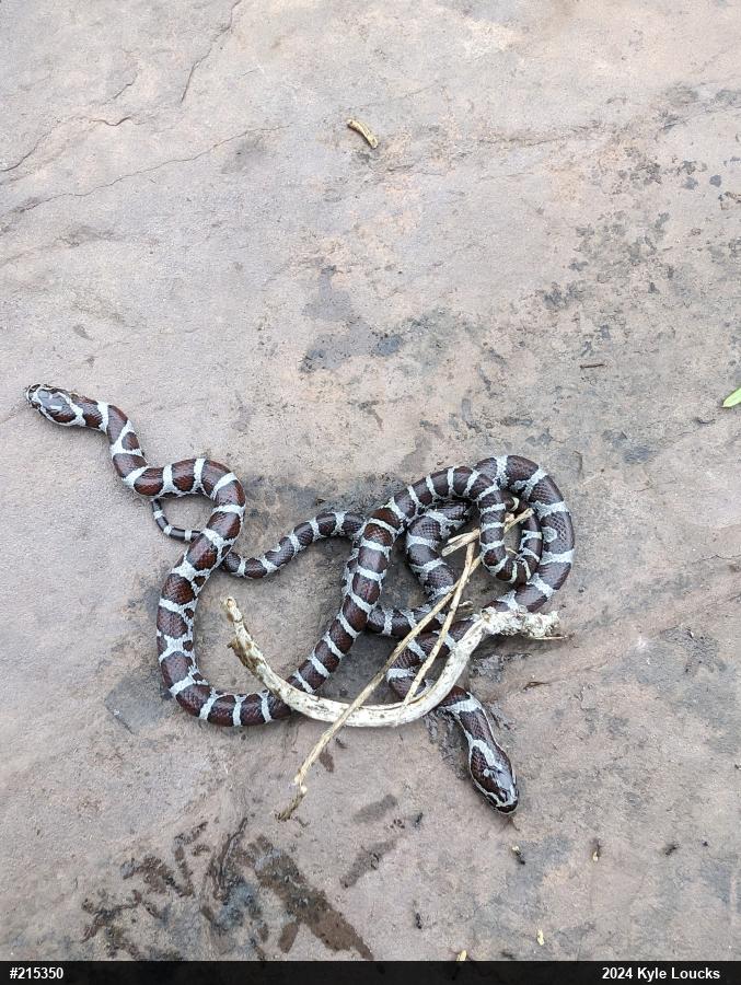 Eastern Milksnake