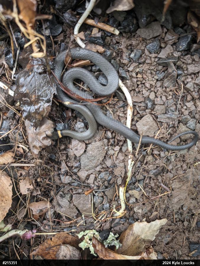 Northern Ring-necked Snake
