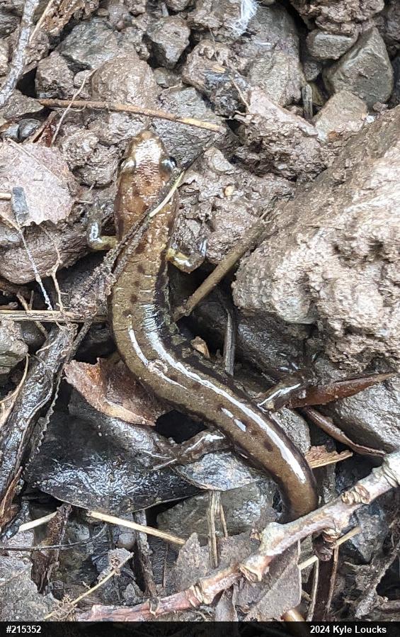 Allegheny Mountain Dusky Salamander