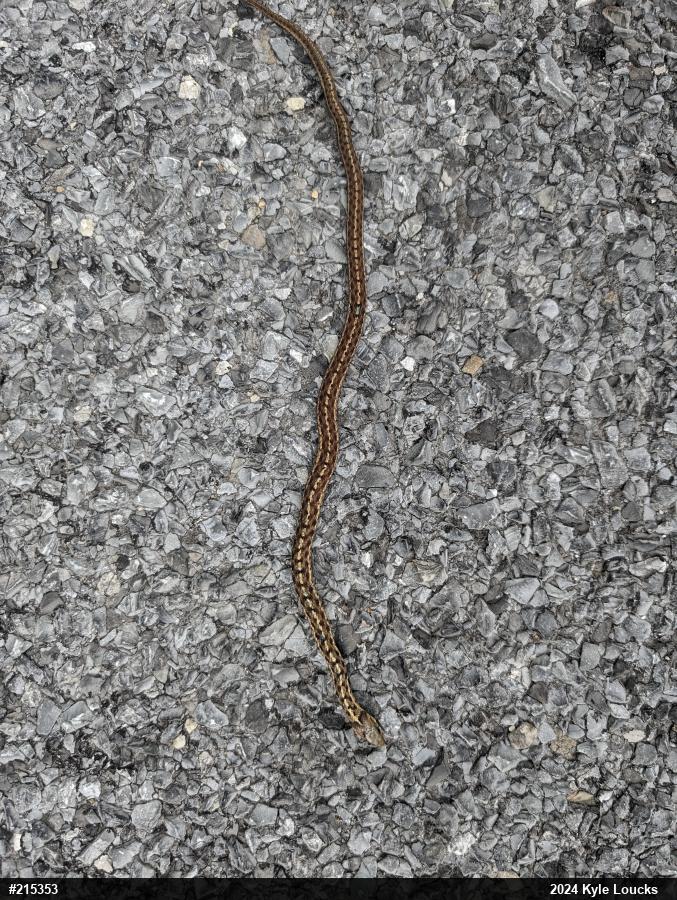 Eastern Gartersnake