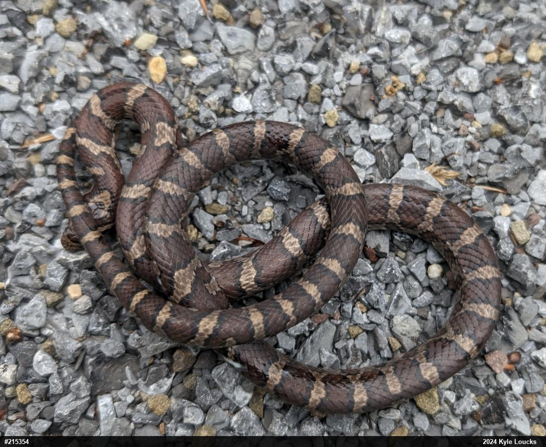 Eastern Milksnake