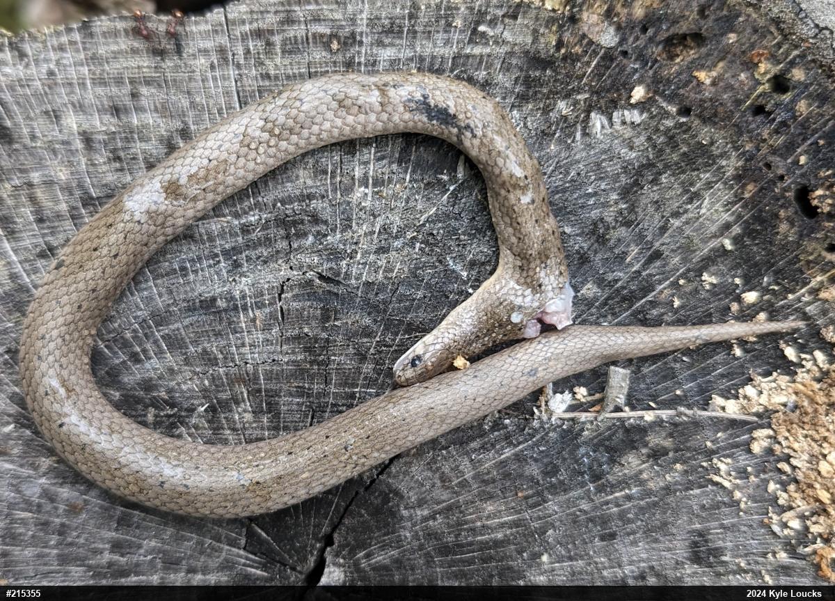Eastern Smooth Earthsnake