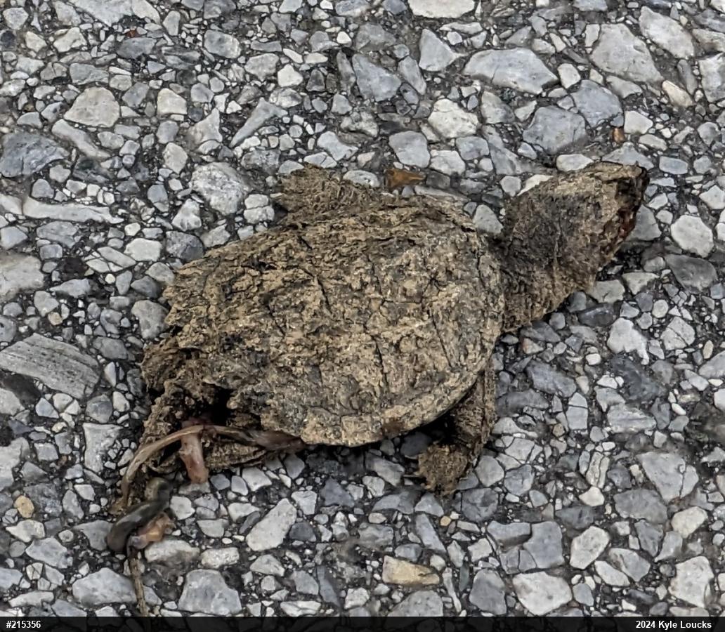 Snapping Turtle