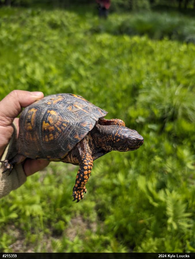 Eastern Box Turtle