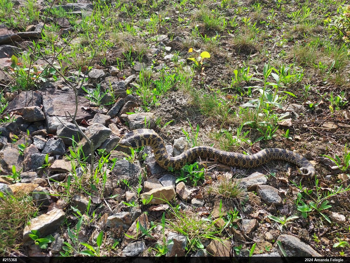 Eastern Hog-nosed Snake