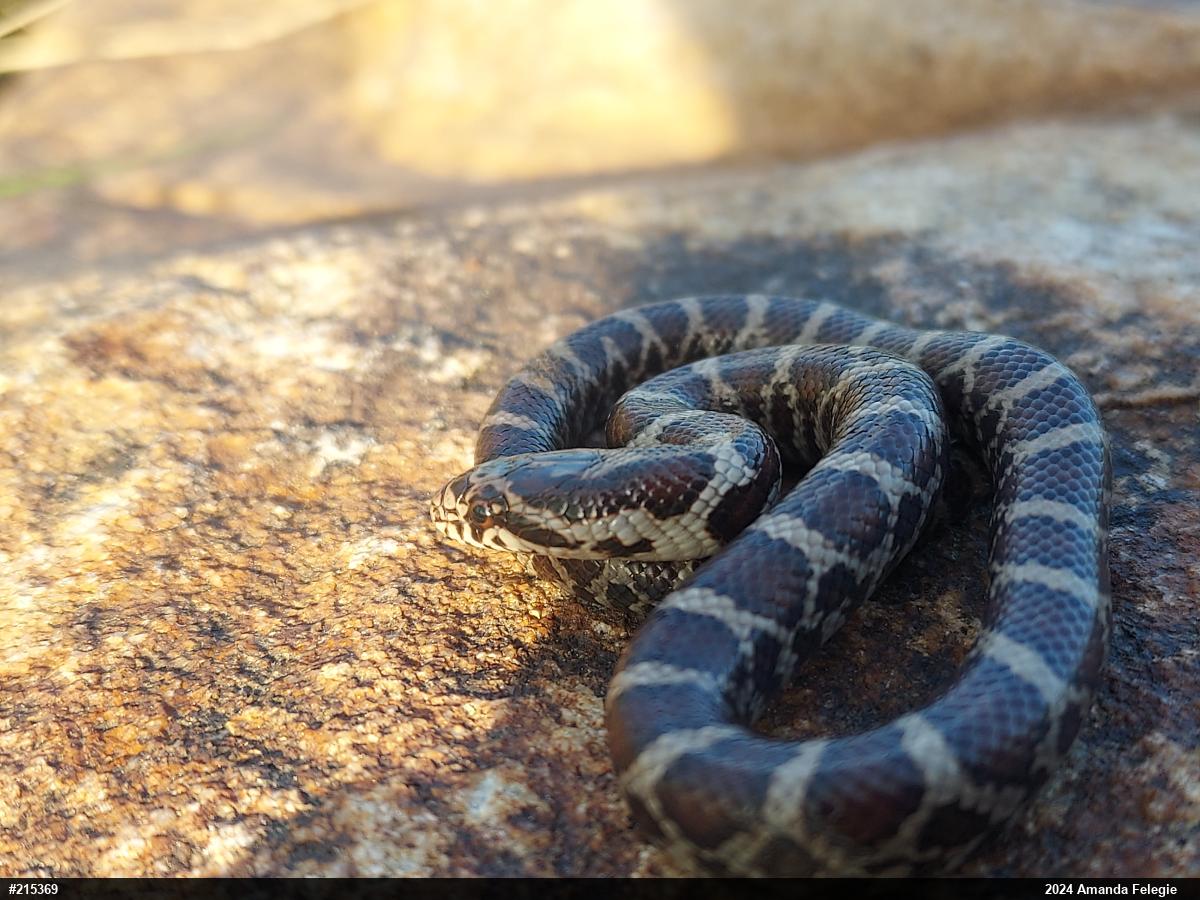 Eastern Milksnake