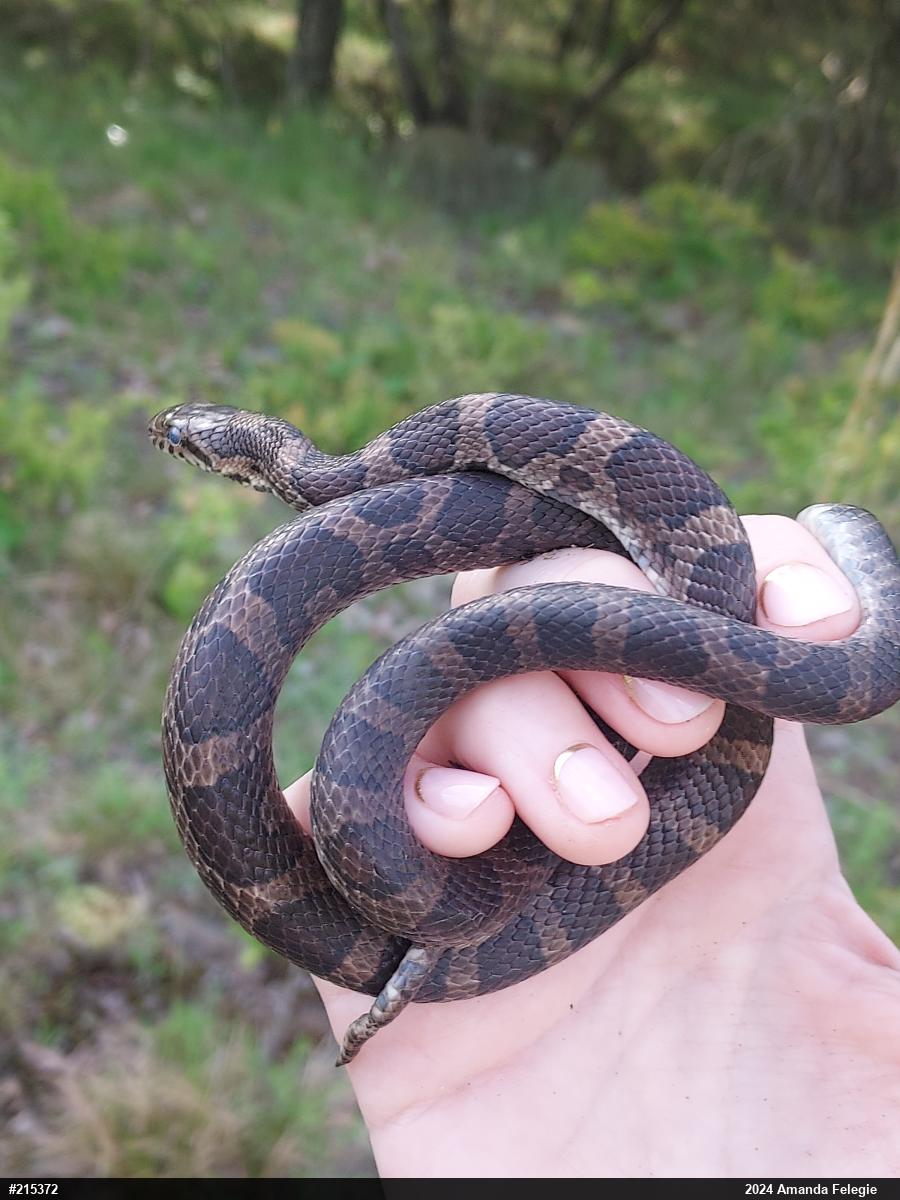 Eastern Milksnake