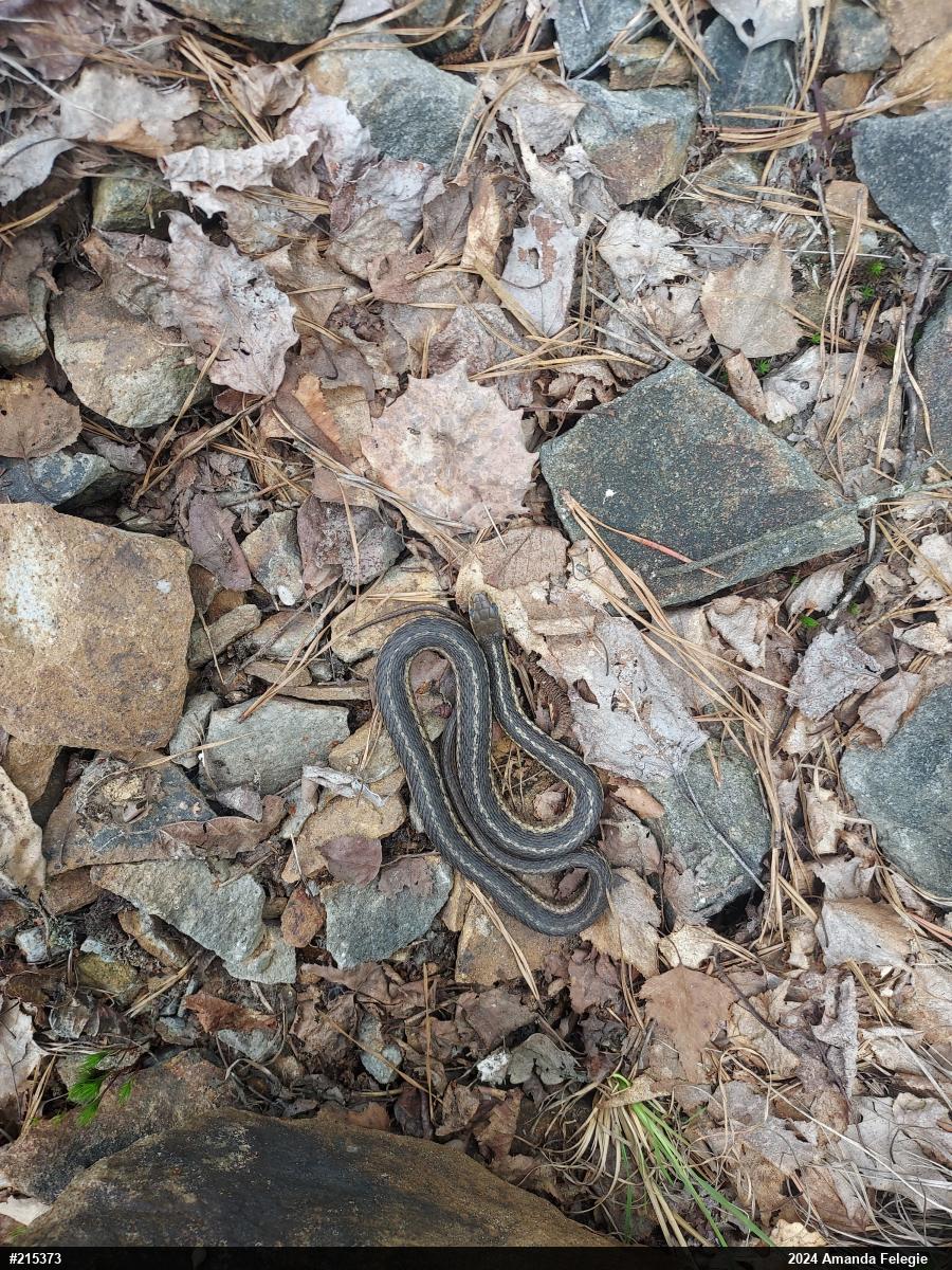 Eastern Gartersnake