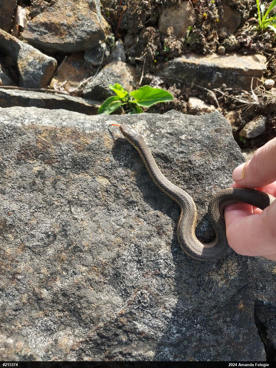 Eastern Gartersnake