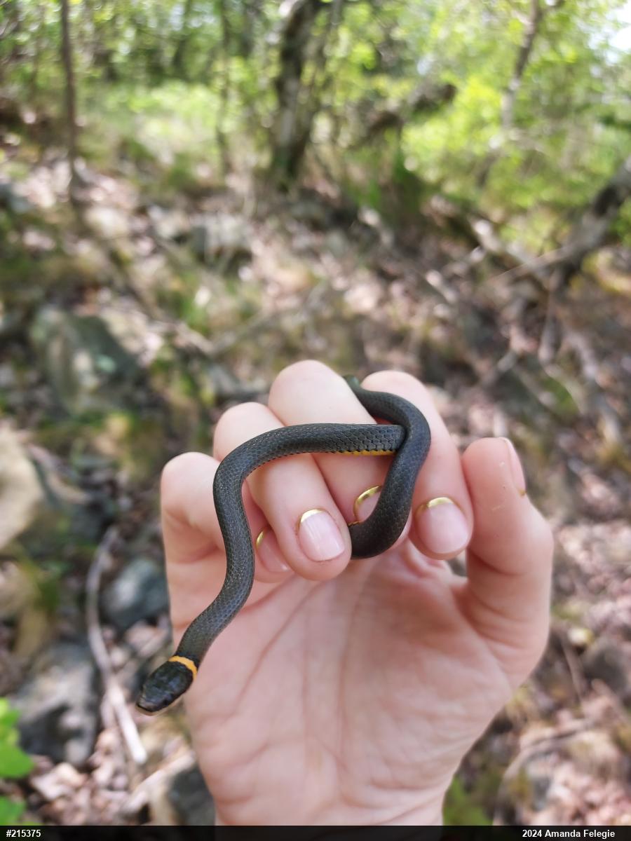 Northern Ring-necked Snake