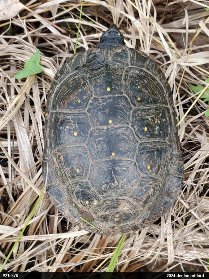 Spotted Turtle