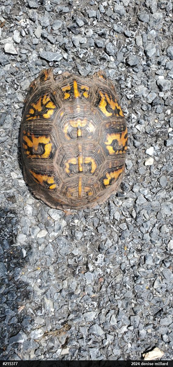Eastern Box Turtle