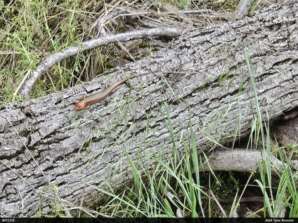 Broad-headed Skink