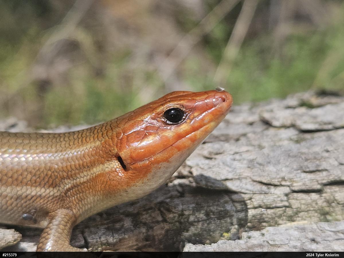 Broad-headed Skink