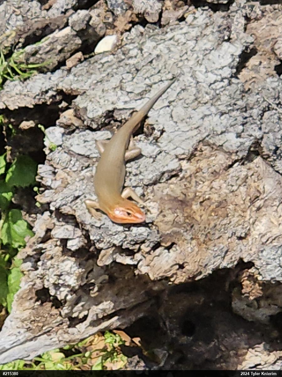 Broad-headed Skink
