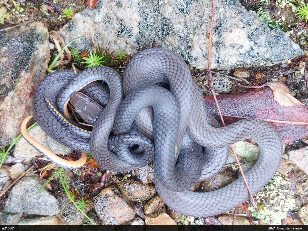 Northern Ring-necked Snake