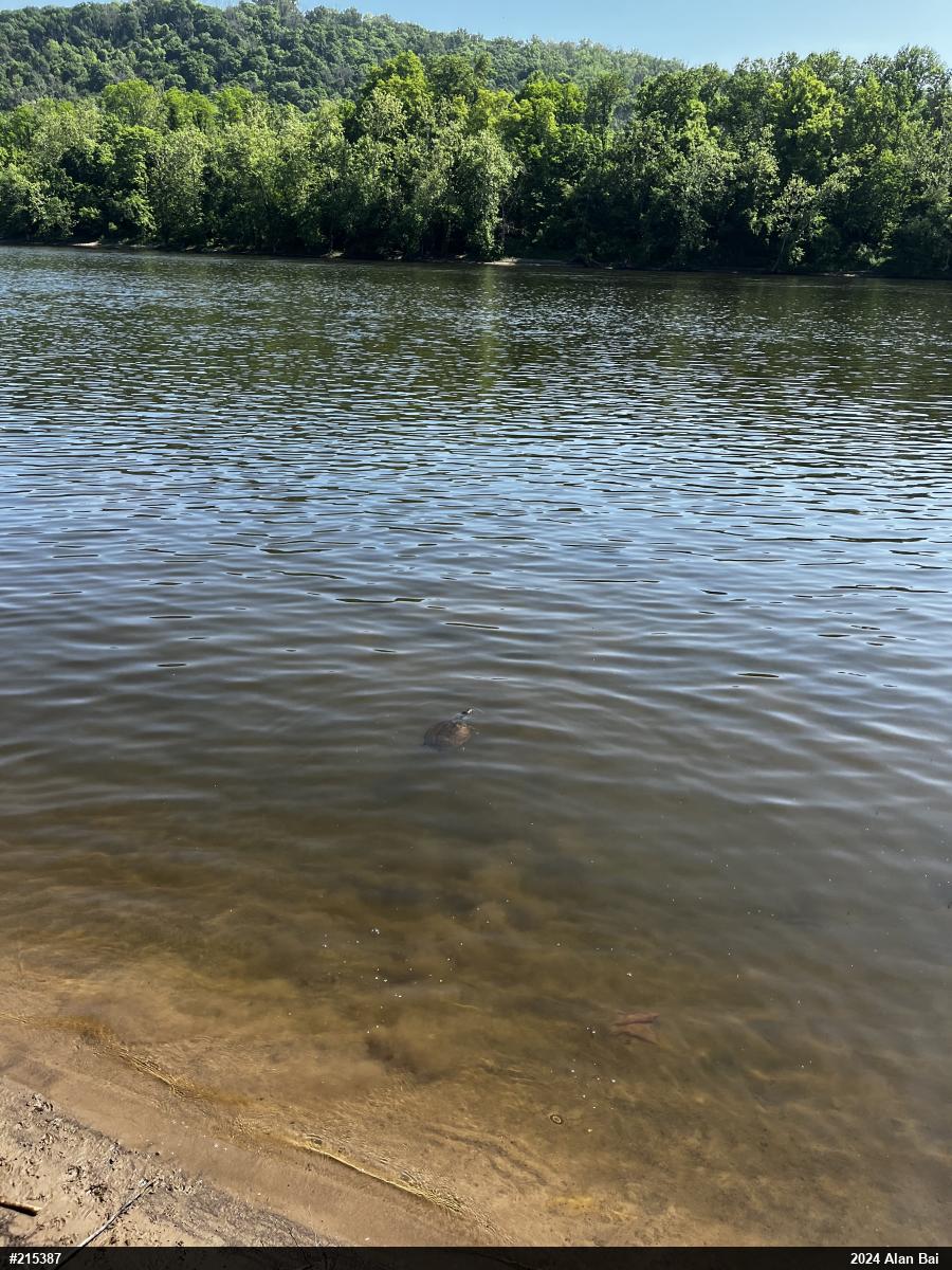 Eastern Spiny Softshell