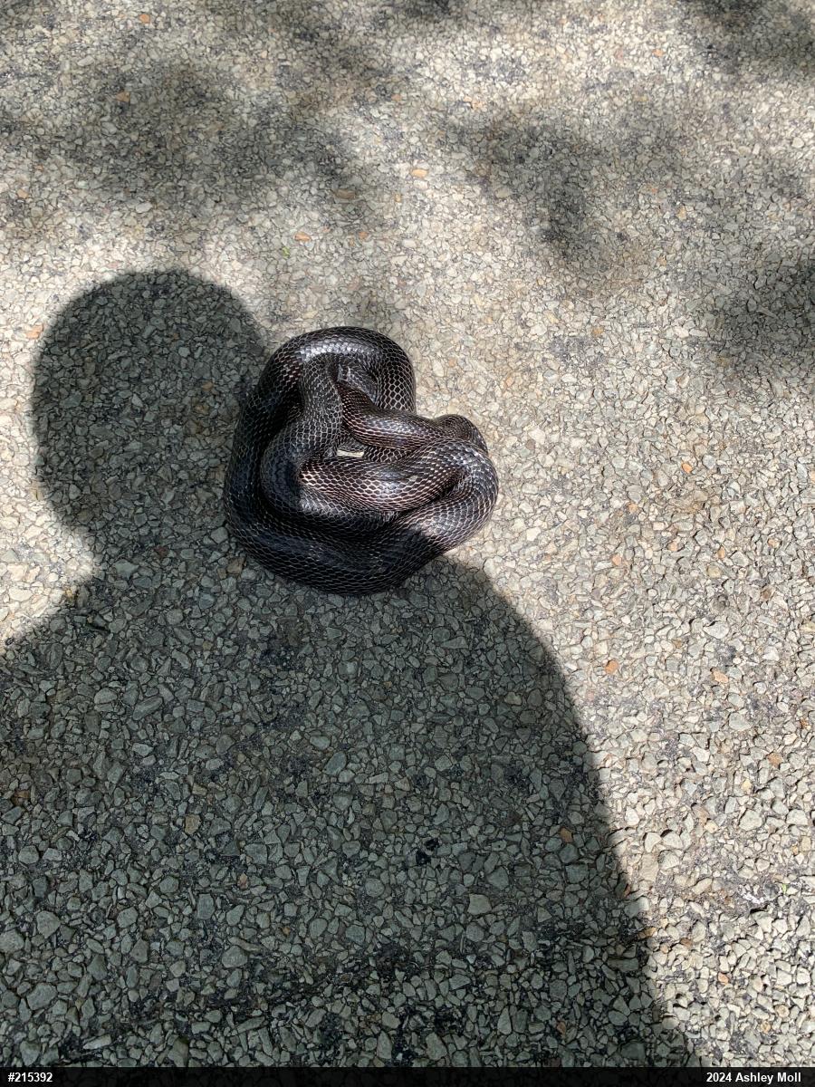 Eastern Ratsnake