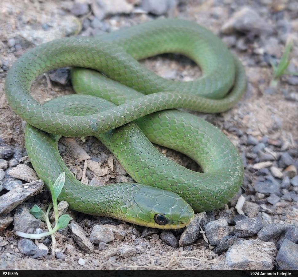 Smooth Greensnake