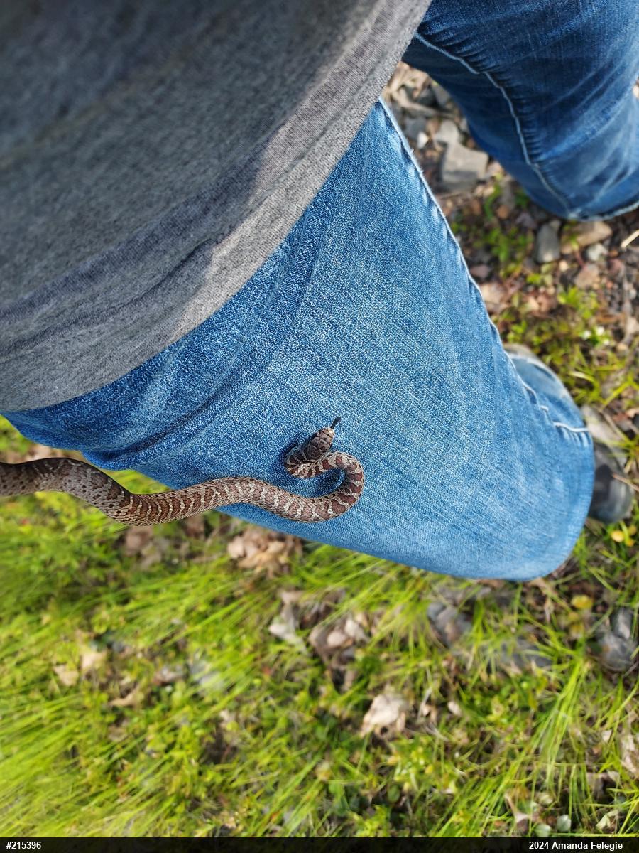Northern Black Racer