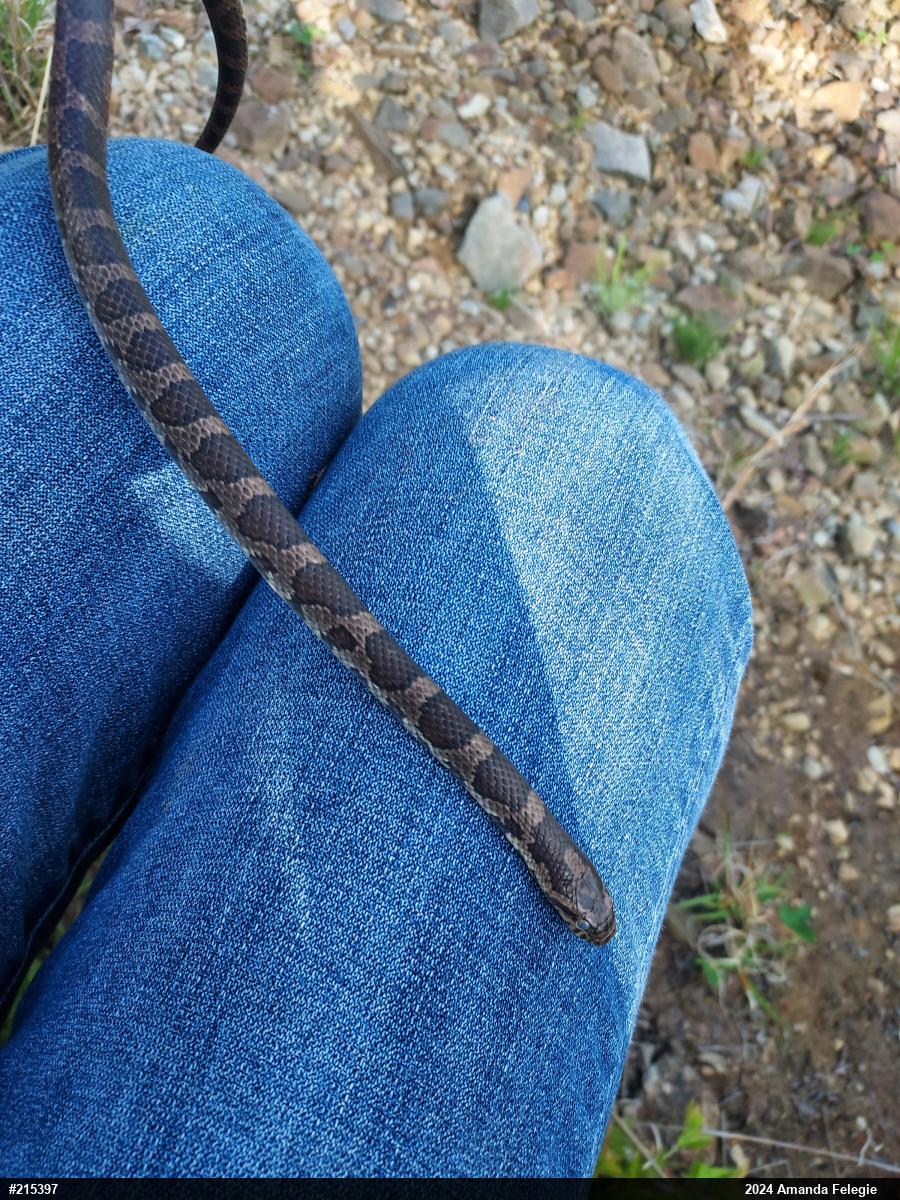 Eastern Milksnake