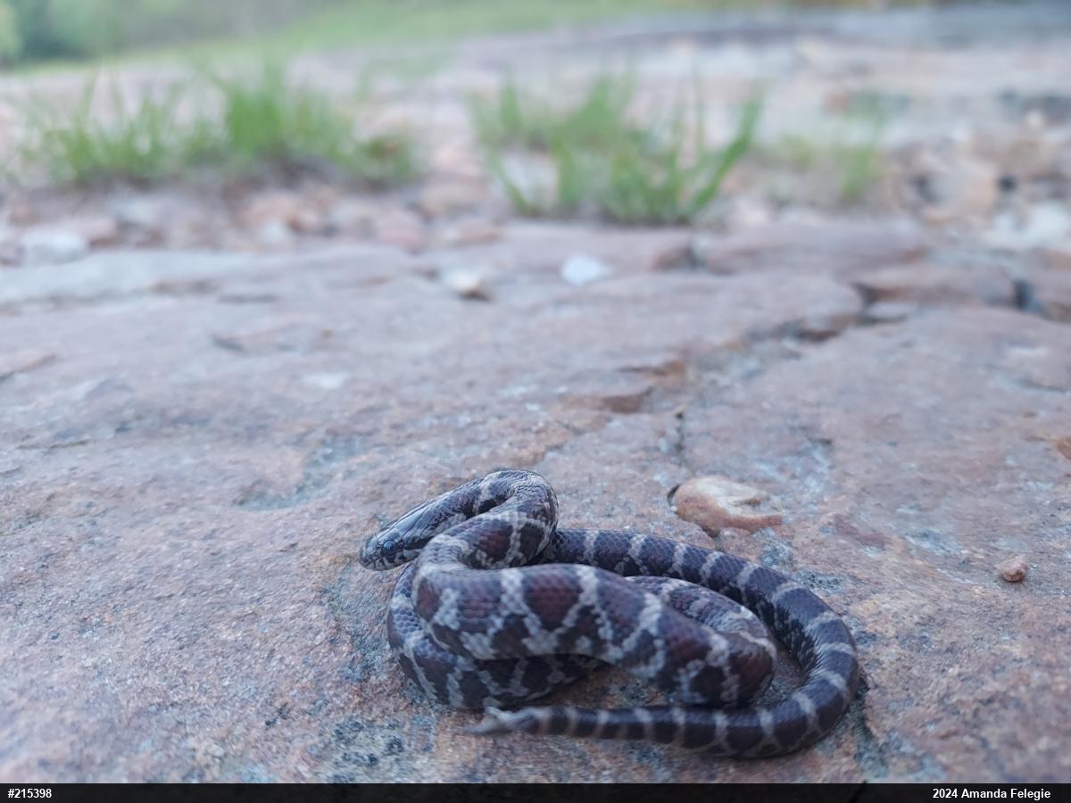 Eastern Milksnake