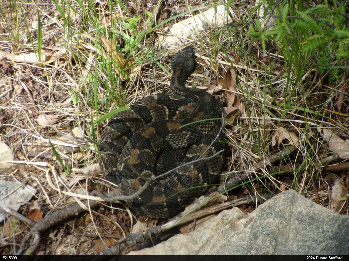 Timber Rattlesnake