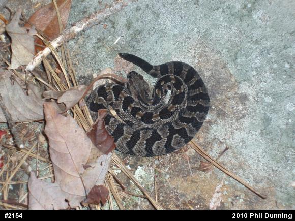 Timber Rattlesnake