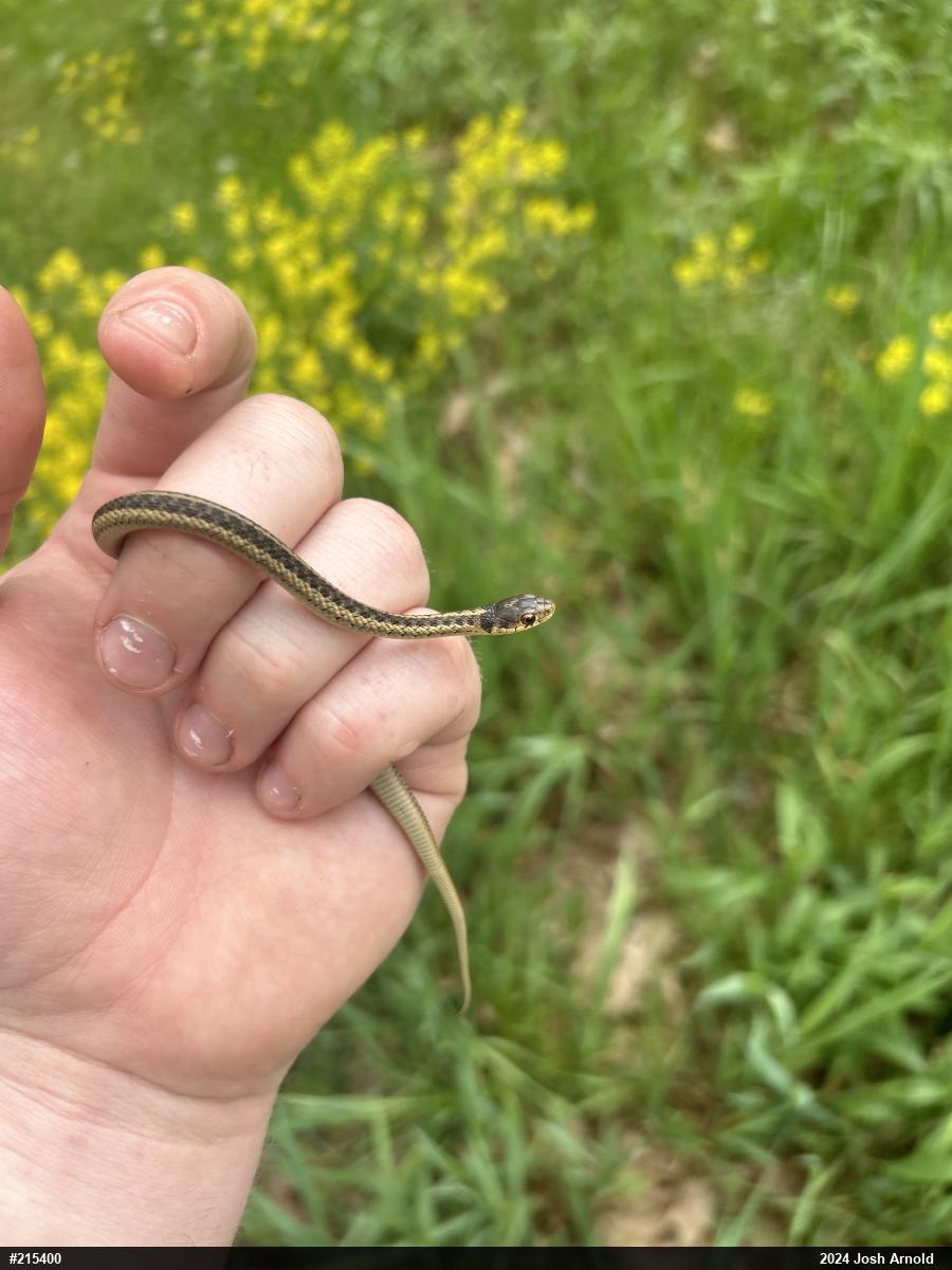 Eastern Gartersnake