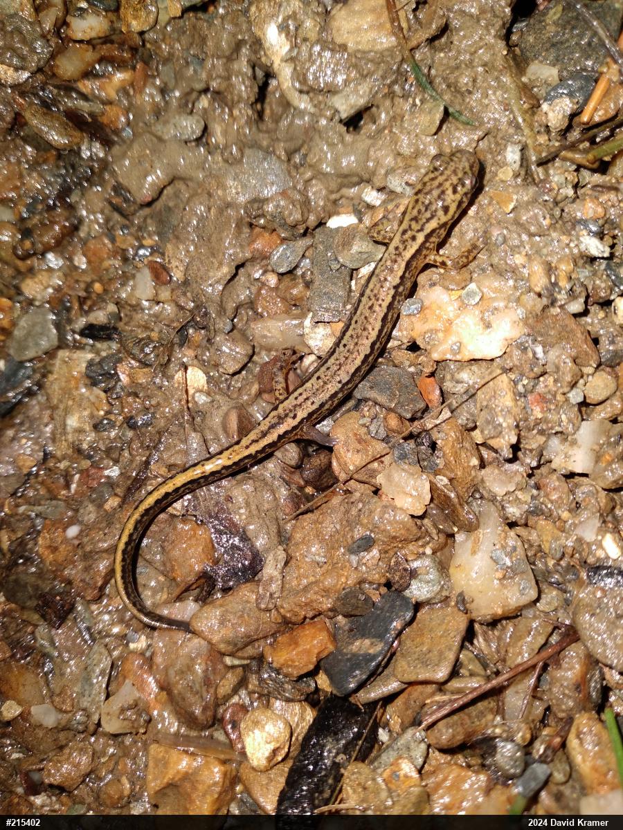 Northern Two-lined Salamander