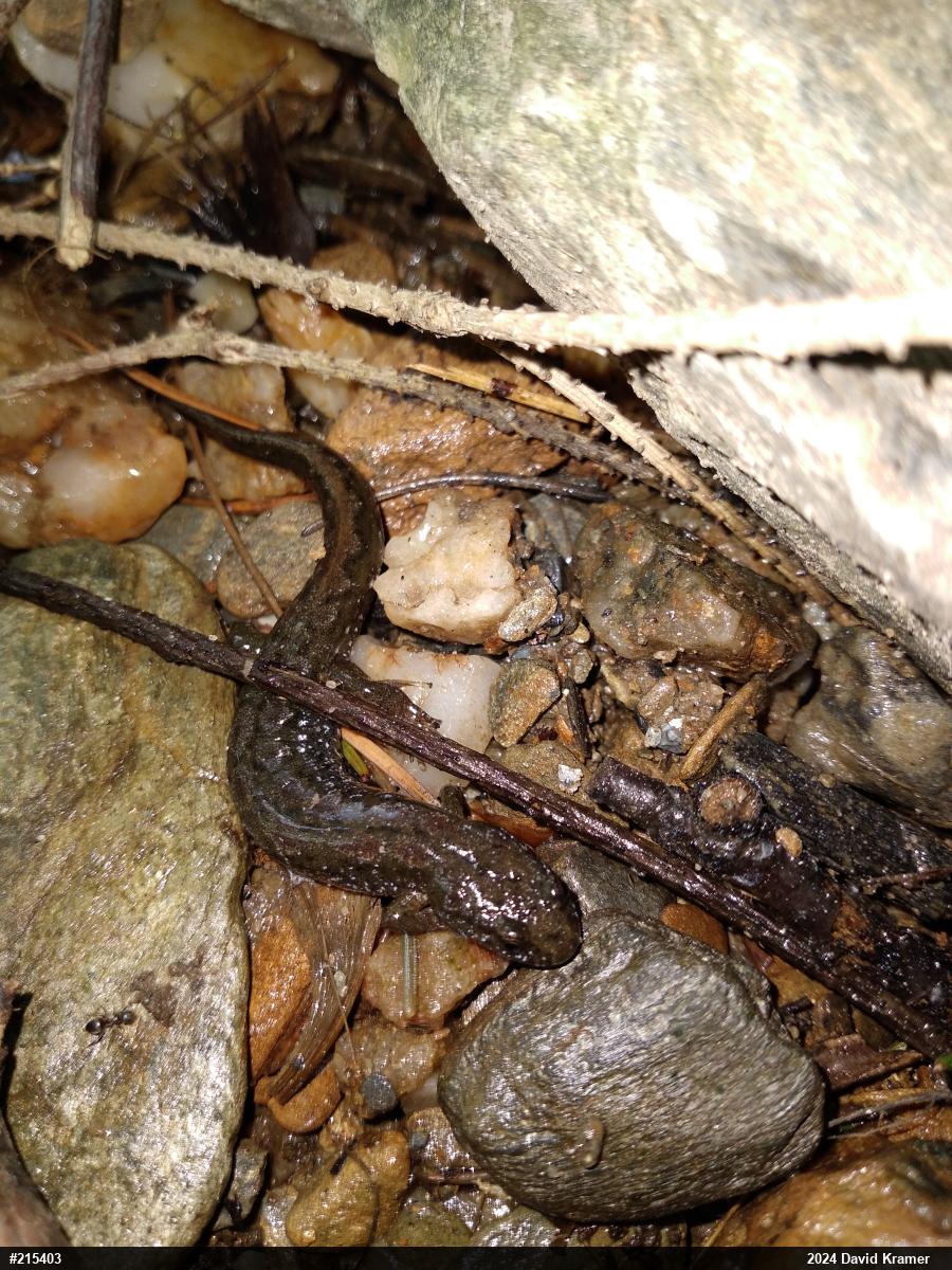 Northern Dusky Salamander