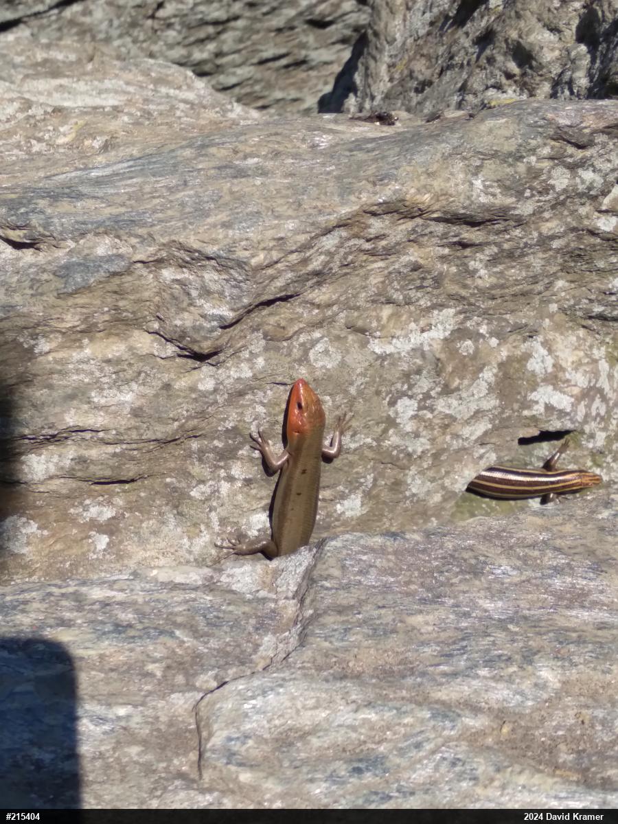 Common Five-lined Skink