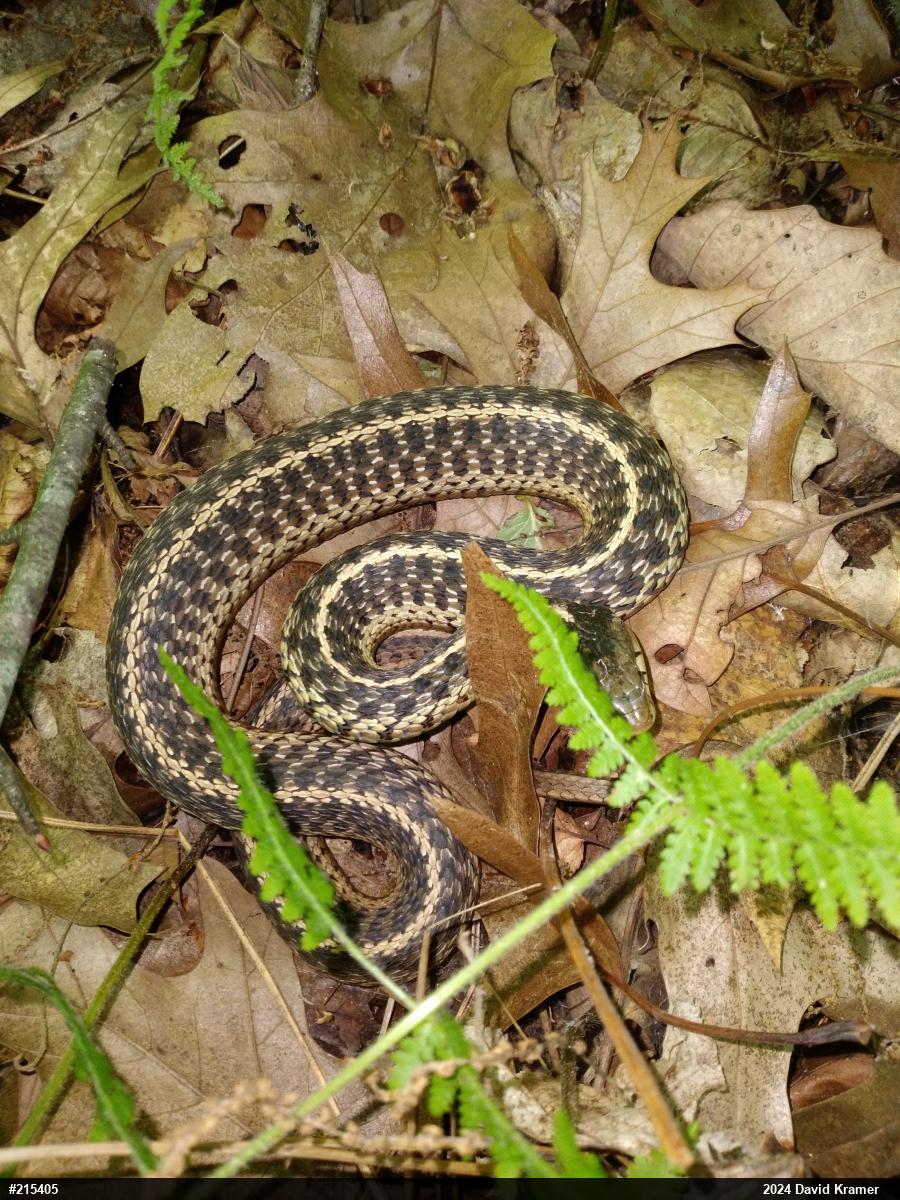 Eastern Gartersnake