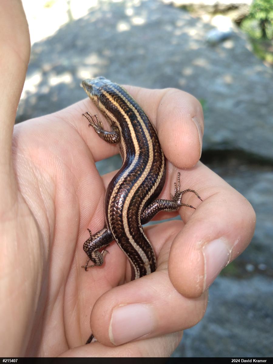 Common Five-lined Skink