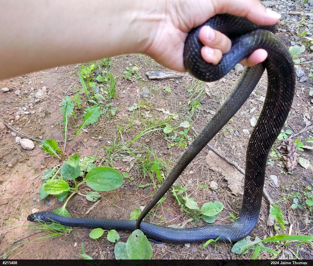 Eastern Ratsnake