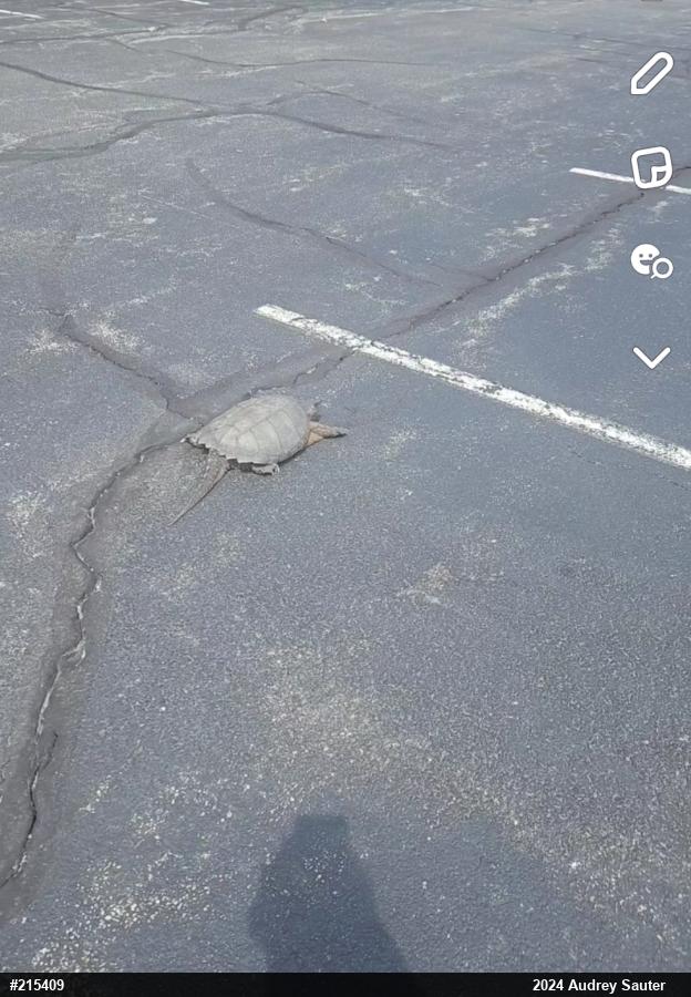 Snapping Turtle
