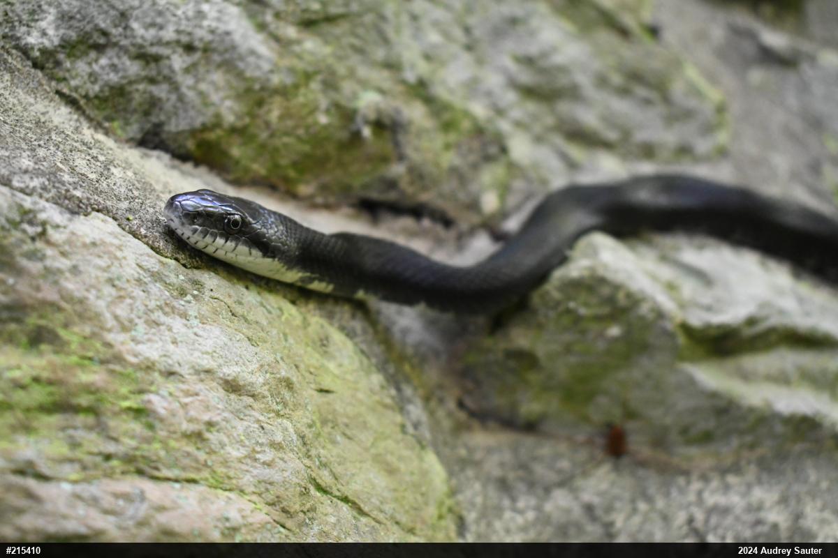 Eastern Ratsnake