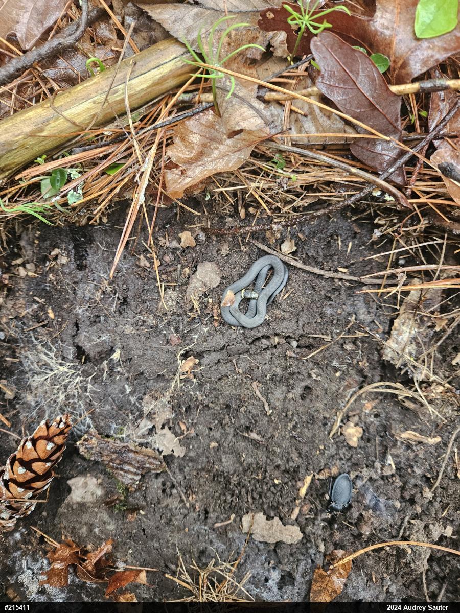 Northern Ring-necked Snake