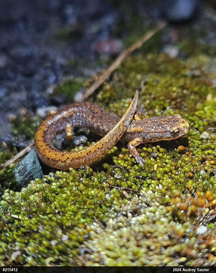 Four-toed Salamander