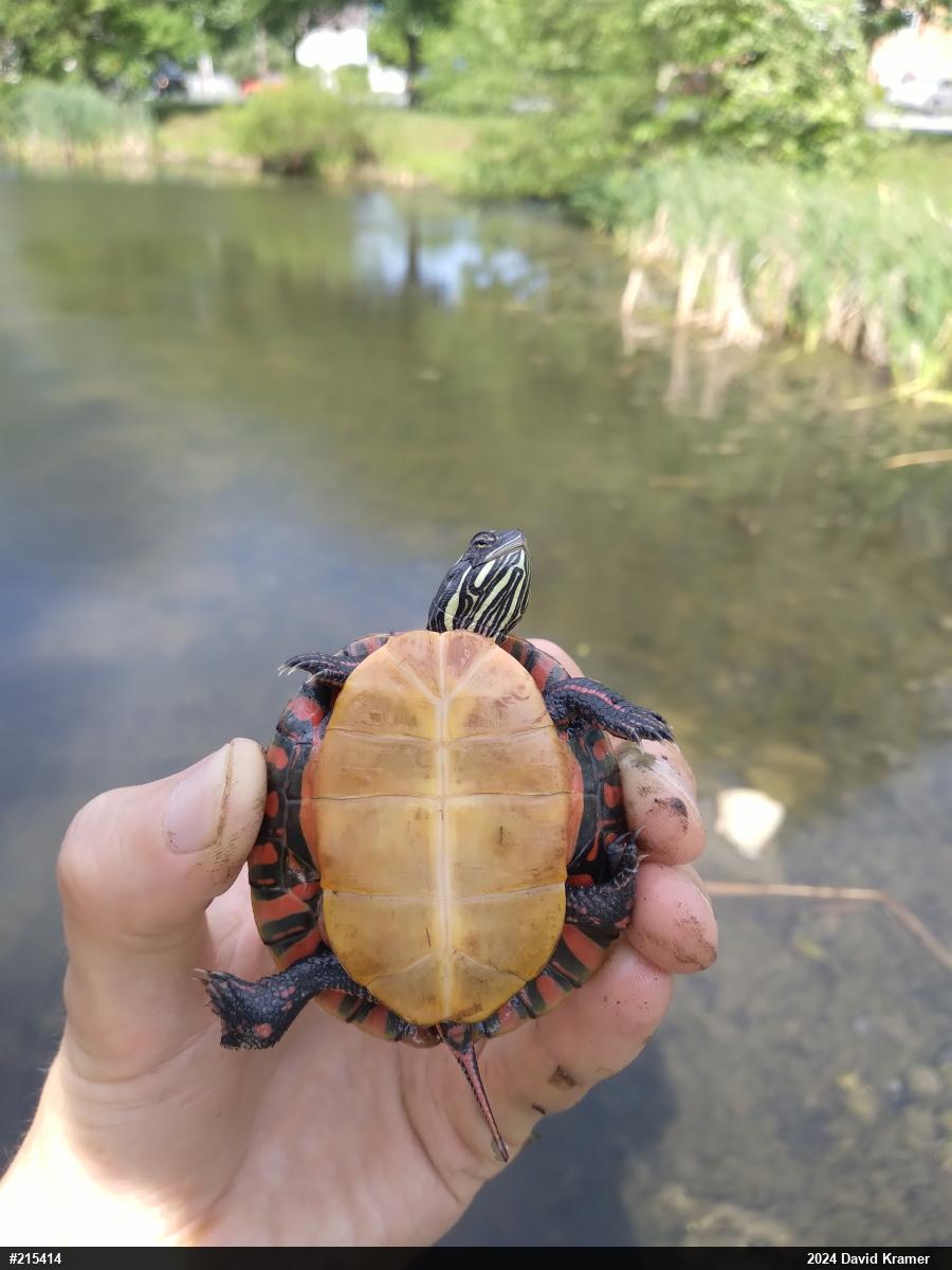 Eastern Painted Turtle