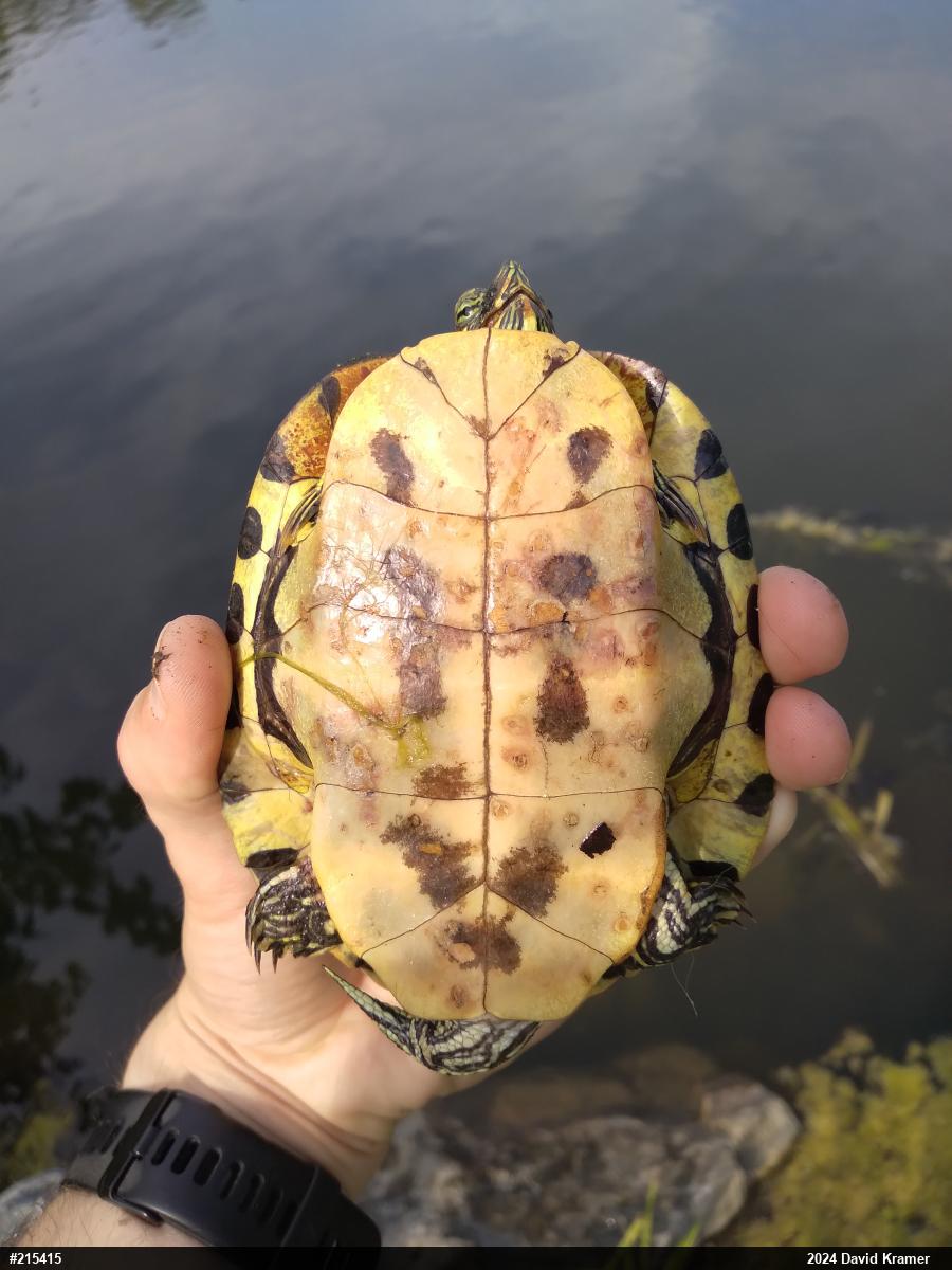 Red-eared Slider