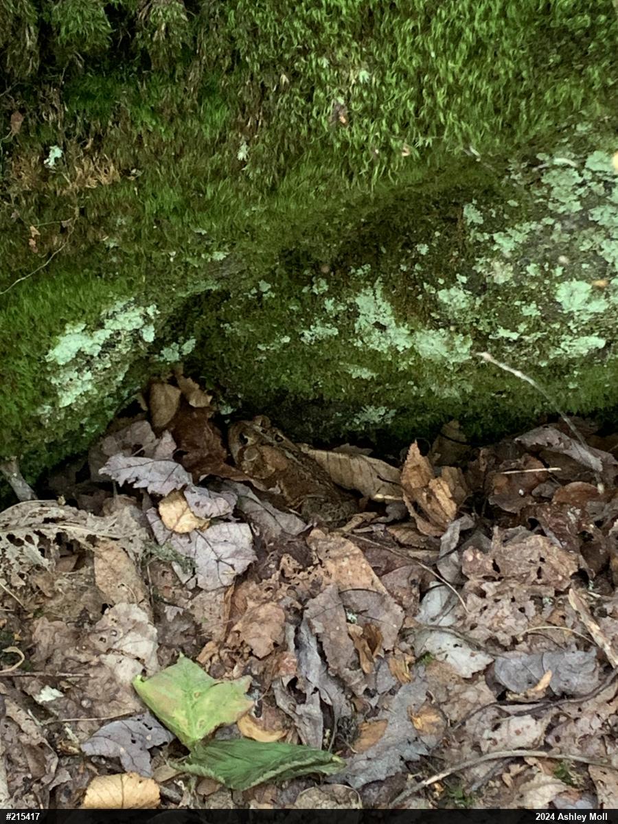 Eastern American Toad