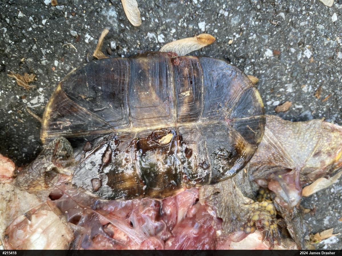 Eastern Box Turtle