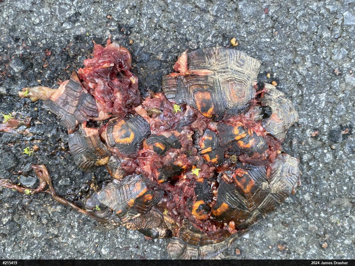 Eastern Box Turtle
